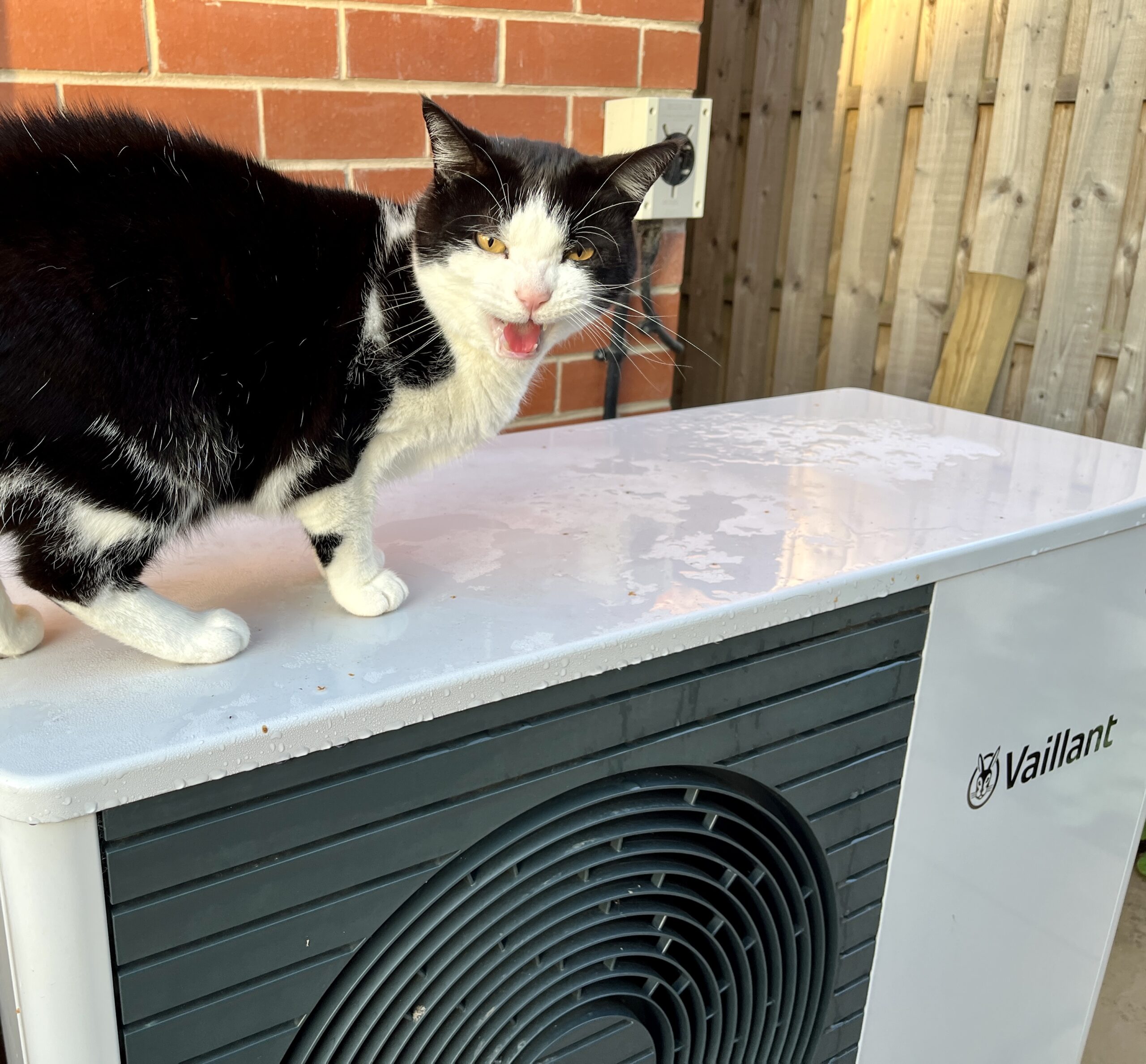 Cat on a Vaillant Arotherm Heat Pump